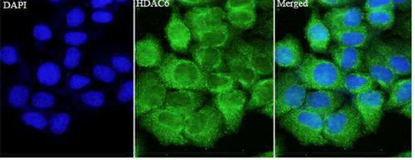 Anti HDAC6 polyclonal antibody