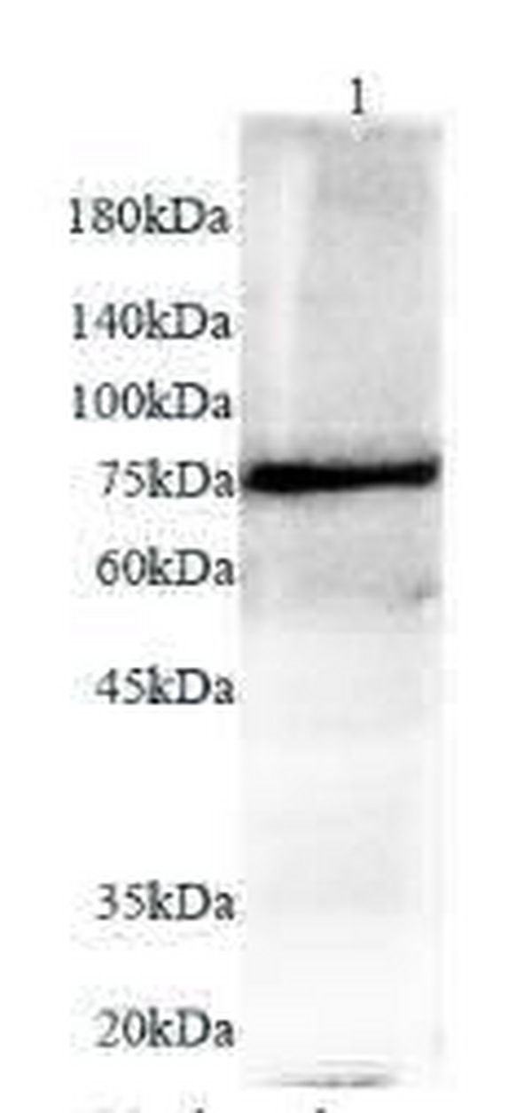 Anti MX1 polyclonal antibody