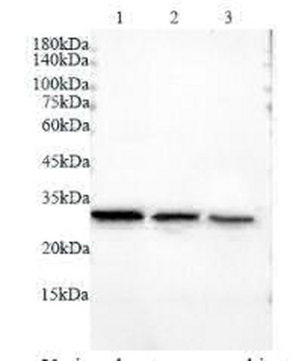Anti LDHA polyclonal antibody