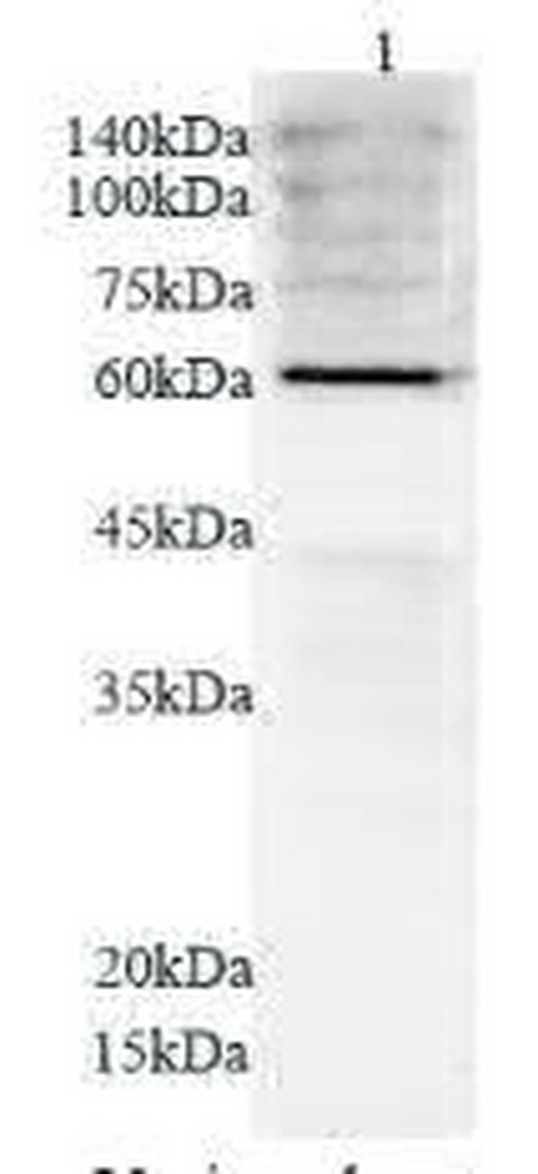 Anti CYP3A4 polyclonal antibody