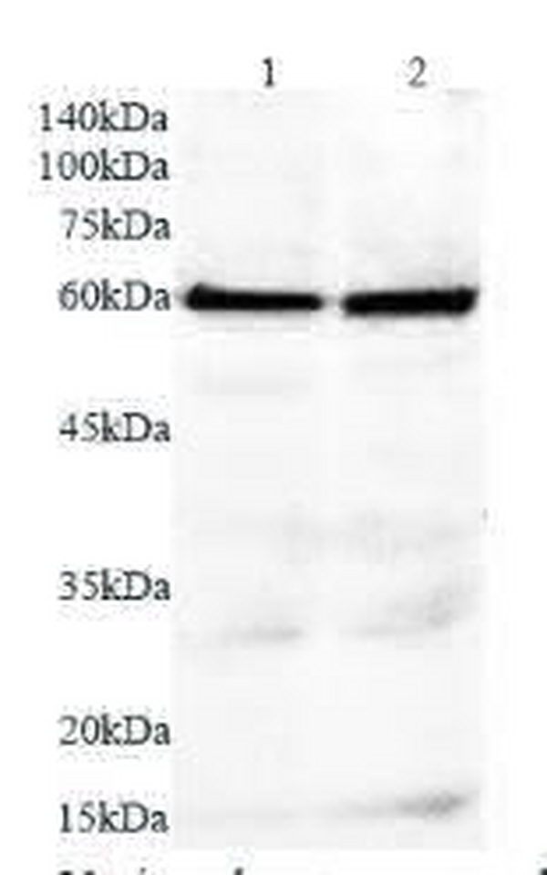 Anti CHGA polyclonal antibody
