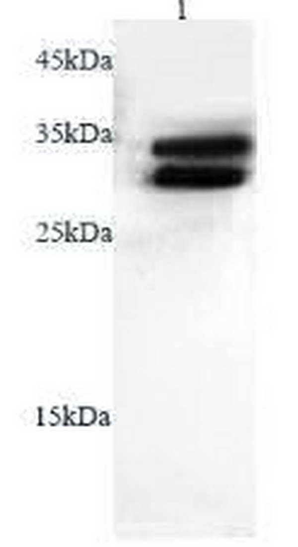 Anti Adiponectin polyclonal antibody