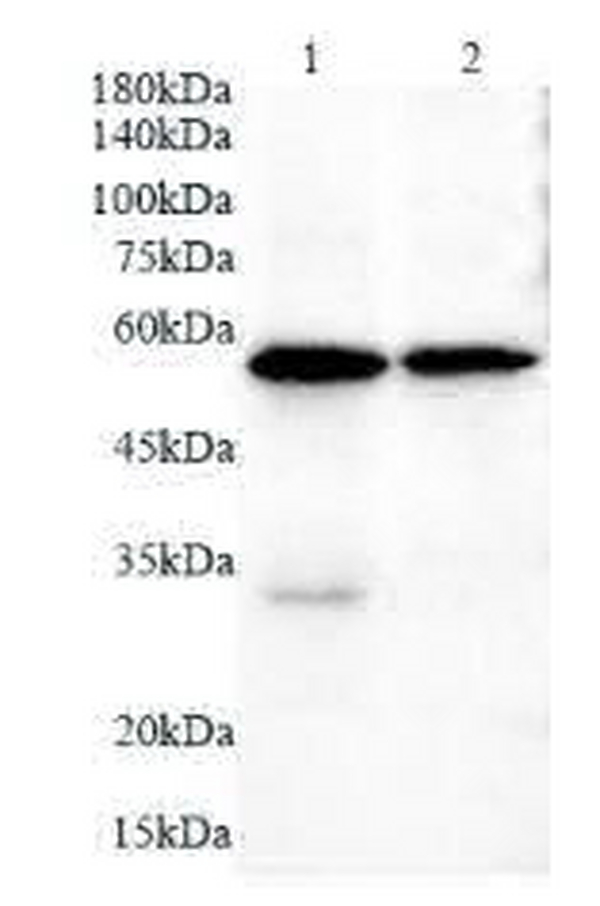 Anti CRTC polyclonal antibody