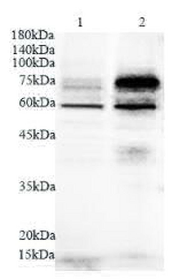 Anti PVRL2 polyclonal antibody