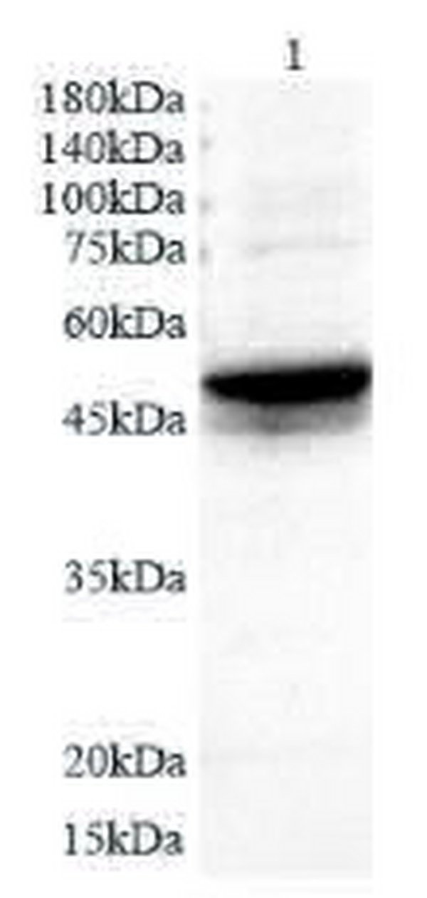 Anti KRT15 polyclonal antibody
