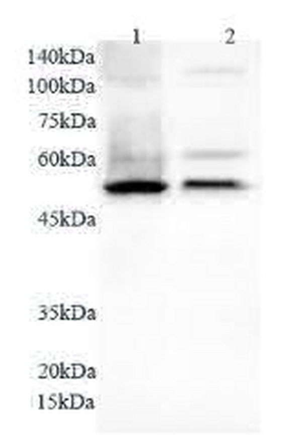 Anti NFkB1 polyclonal antibody