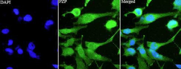 Anti PZP polyclonal antibody