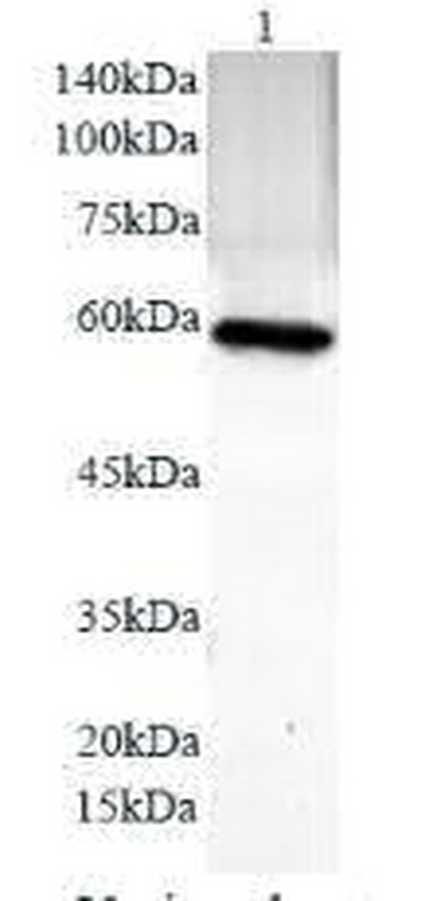 Anti PDL1 polyclonal antibody
