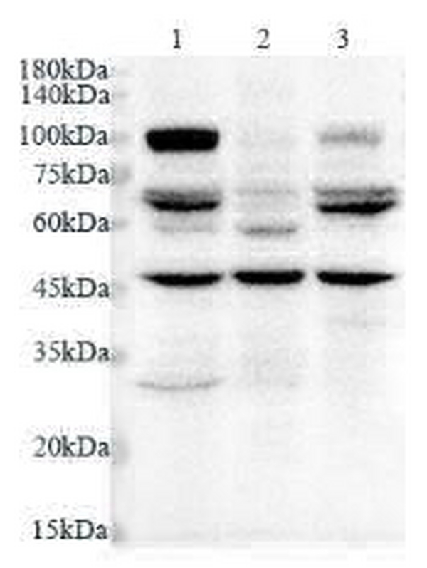 Anti HDAC10 polyclonal antibody