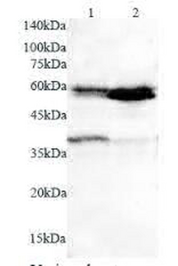 Anti CD1c polyclonal antibody