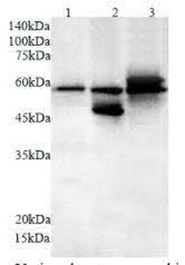 Anti NEU1 polyclonal antibody