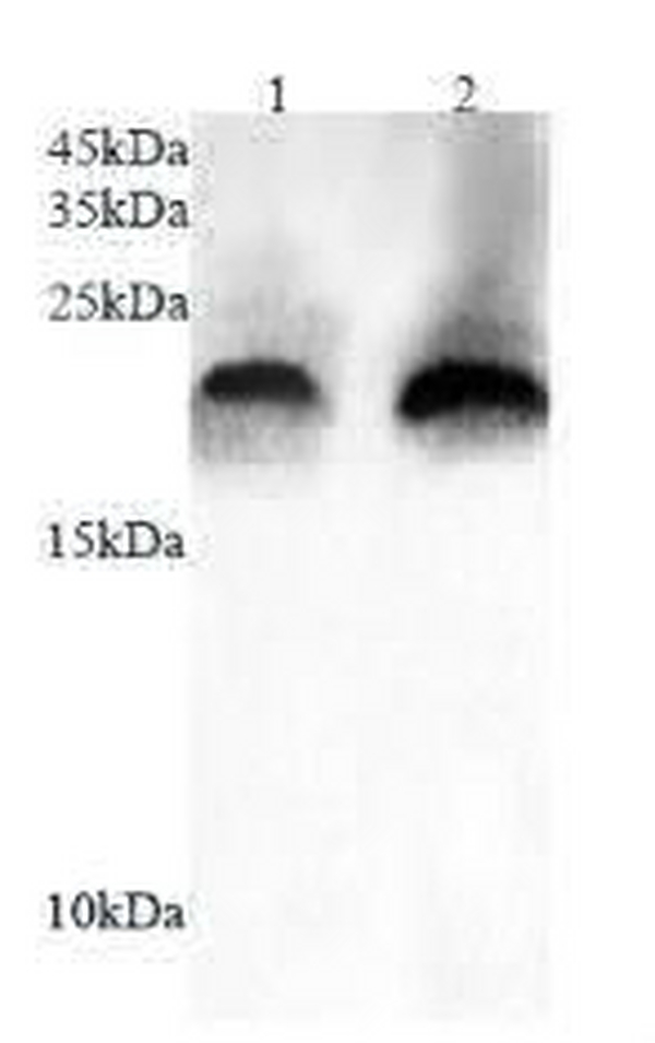 Anti SUMO2 polyclonal antibody