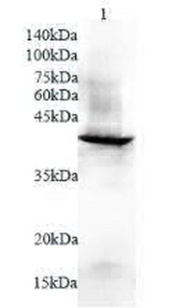 Anti TMEM173 polyclonal antibody