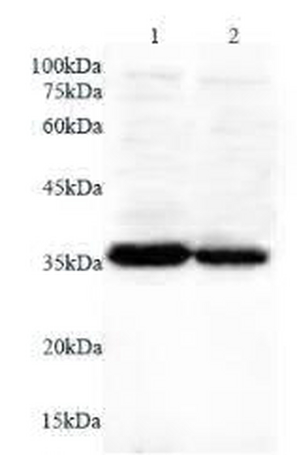 Anti ANXA5 polyclonal antibody