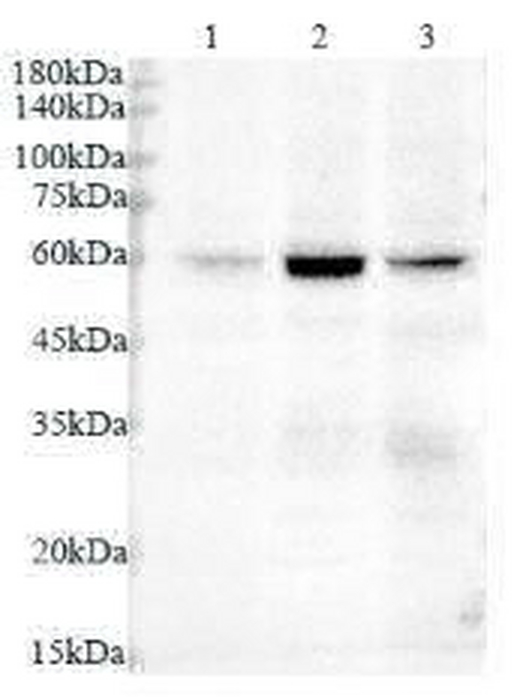 Anti VASN polyclonal antibody