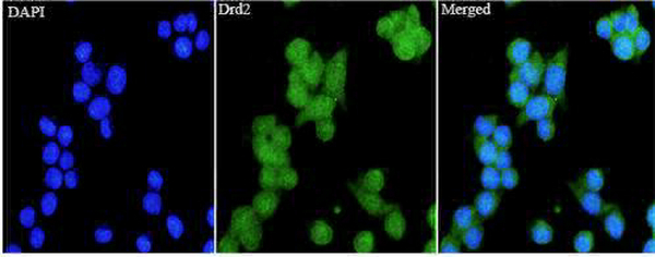 Anti Drd2 polyclonal antibody