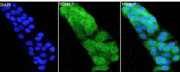 Anti HDAC3 polyclonal antibody