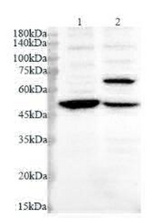 Anti PDHX polyclonal antibody