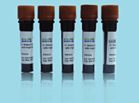 EphB1/2 rabbit Polyclonal Antibody