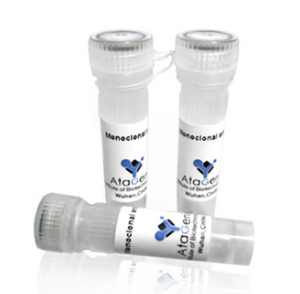 Anti CEA mouse monoclonal antibody