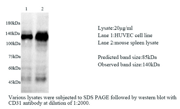 Anti CD31 mouse monoclonal antibody