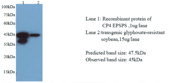 Anti EPSPS-CP4 mouse monoclonal antibody
