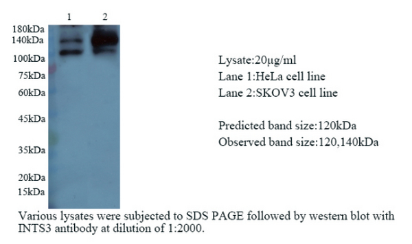 Anti PD1 mouse monoclonal antibody