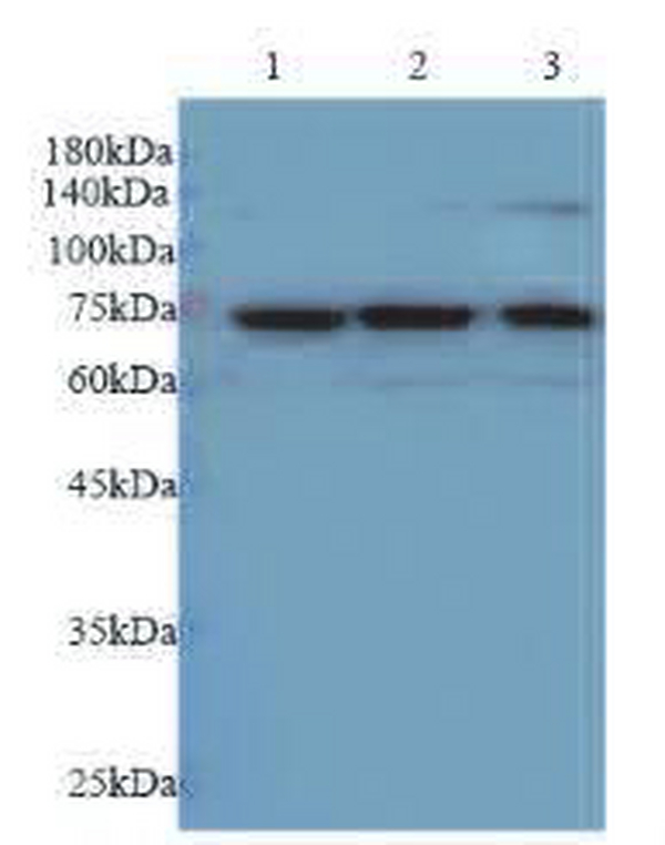 Anti Semaphorin-4C mouse monoclonal antibody