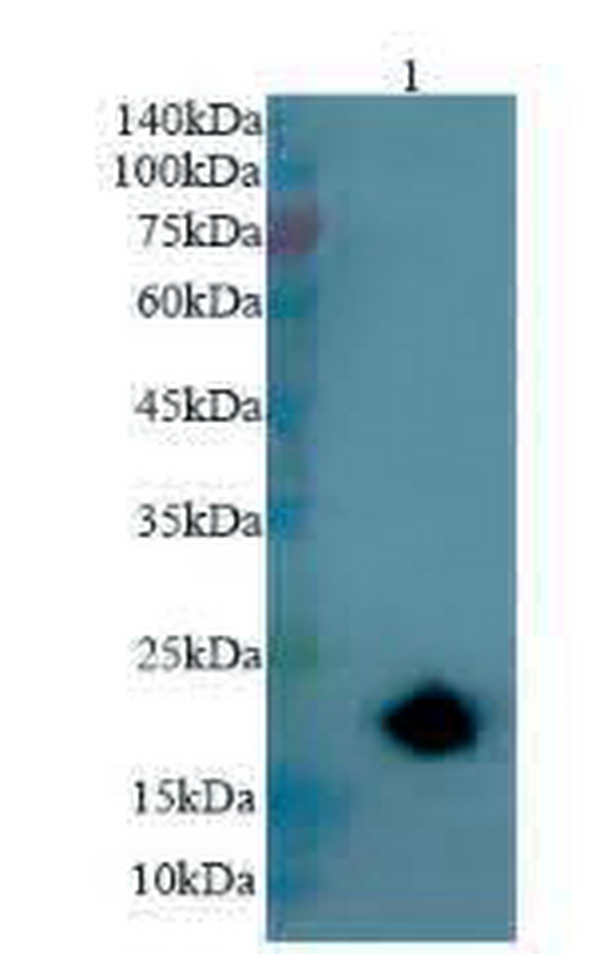 Anti human CD3E mouse monoclonal antibody