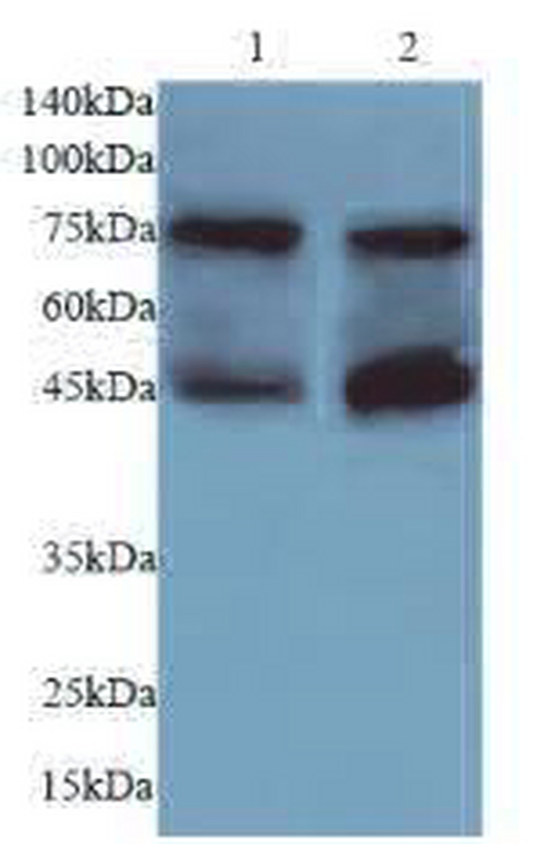 Anti PADI4/Protein-arginine deiminase type-4 antibody
