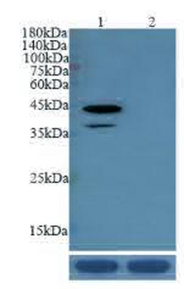 Anti ATAT1 mouse monoclonal antibody