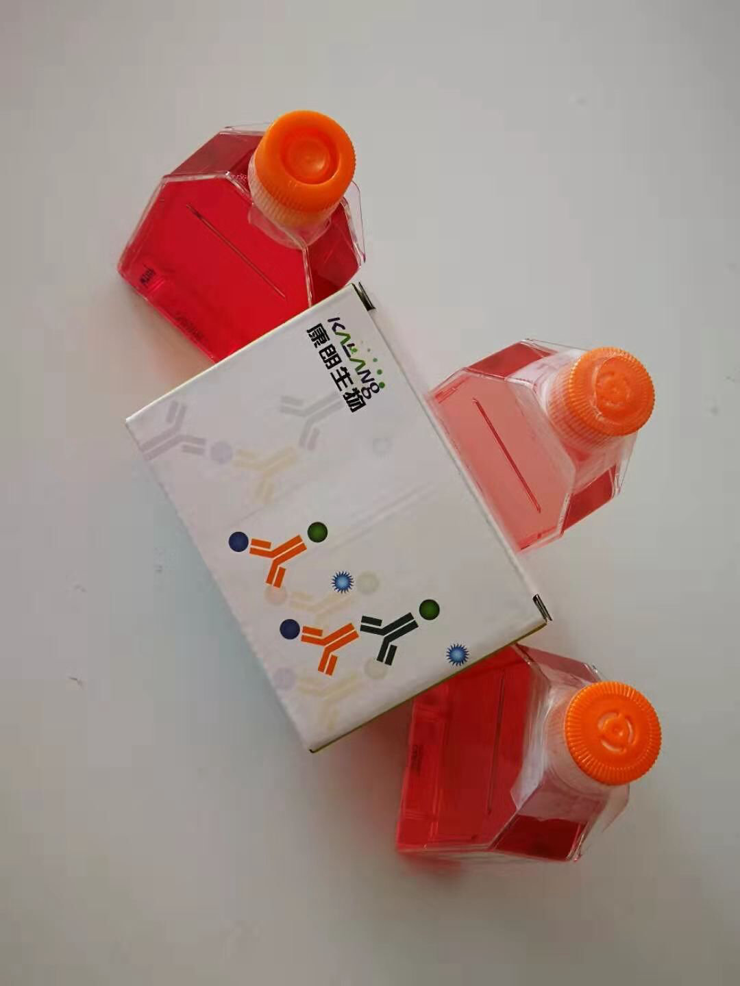 COV434人卵巢颗粒肿瘤细胞