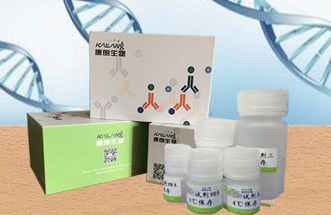 细菌外膜蛋白提取试剂盒