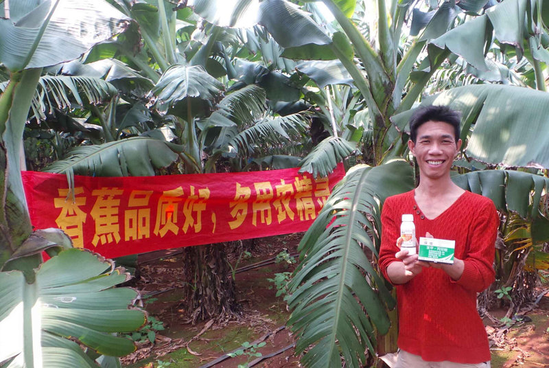 差距這么大， 是真的嗎？ 銀農(nóng)故事匯—香蕉篇