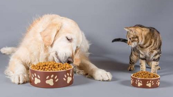 测量宠物食品的颜色