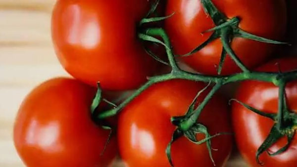 颜色在番茄育种中的重要性