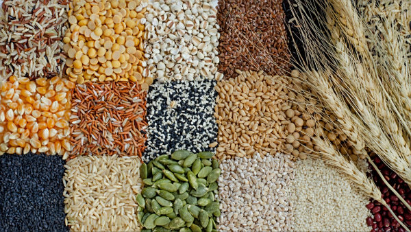 色度仪帮助谷物制作商提高产品质量