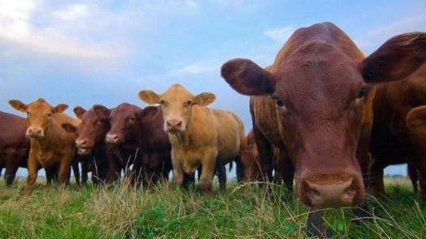 利用颜色评估确保肉类行业的质量、安全和可持续性