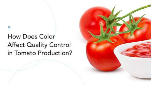颜色如何影响番茄生产的质量控制？