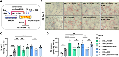 Redox Biology（IF/12）：棕榈酸（PA）诱导肝细胞（AML12、原代肝细胞）脂肪变性以研究外泌体载药改善脂肪肝炎（NASH）