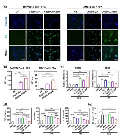 BIOMATERIALS（IF/12.9）：油酸钠和棕榈酸钠联合处理RAW264.7巨噬细胞及AML12肝细胞诱导建立细胞脂变模型