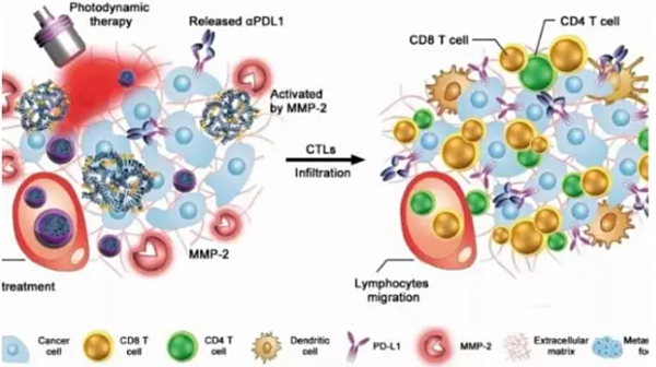 免疫疗法和细胞免疫的同与不同_瑞博戴科_祝君健康咨询