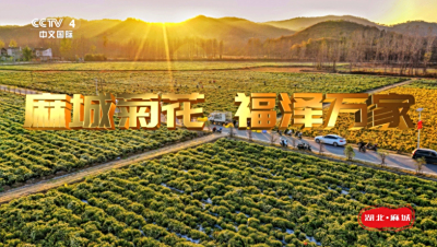 麻城菊花品牌登陆CCTV-4中文国际频道