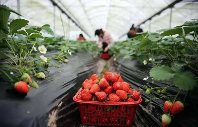 松江草莓采摘攻略