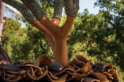 欧洲软木市场走势解析及对华贸易影响观察