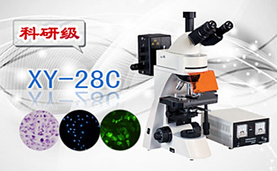 PUZHE蒲柘    XS-28C    三目荧光显微镜