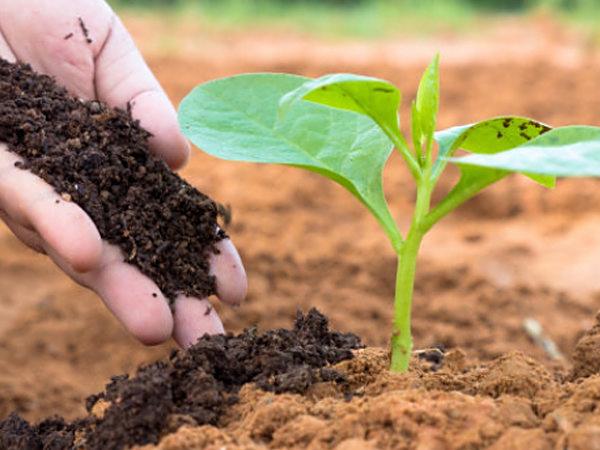 四川生物有机肥料得对土壤的作用