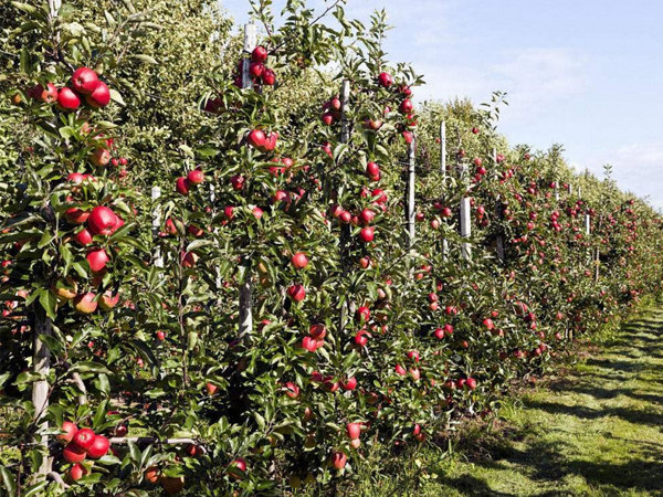 苹果树秋季什么时候施肥好?