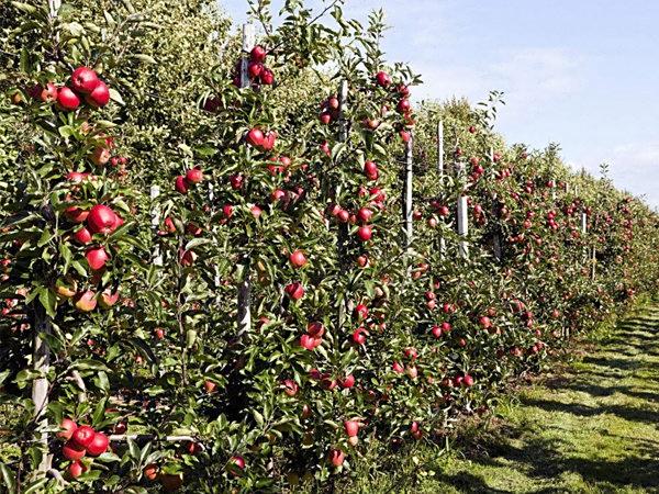 苹果树秋季什么时候施肥好？