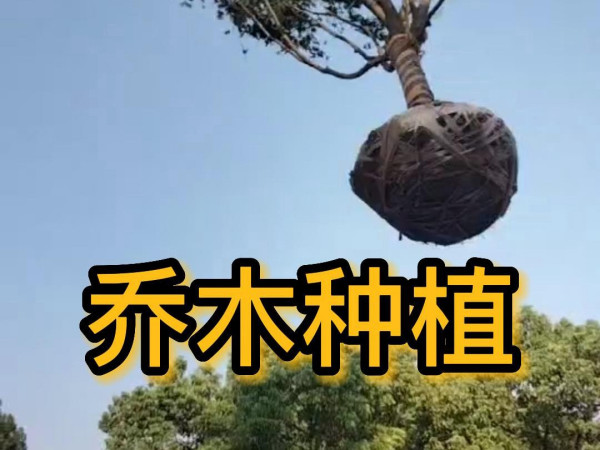 森肯園林工地紀(jì)實(shí)系列7--喬木種植